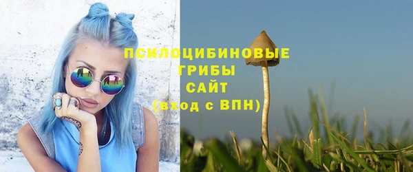 стаф Алзамай